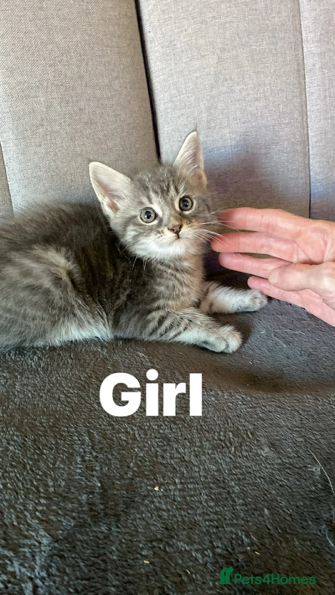 Mixed Breed cats for sale: Half maine coon,kittens  - Advert 1