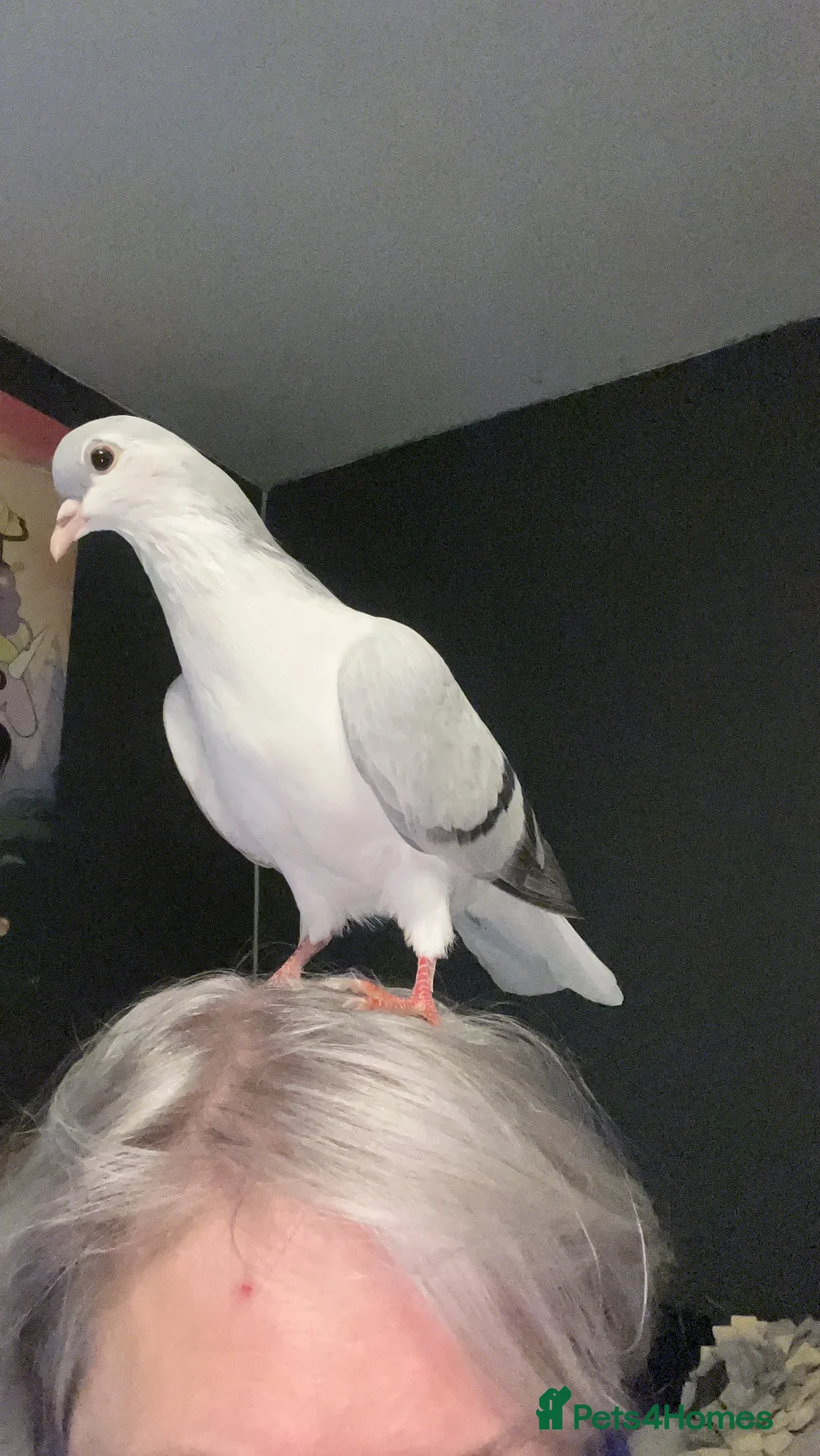 Pigeons birds for sale: Pet Asian Fancy Pigeon - Advert 2