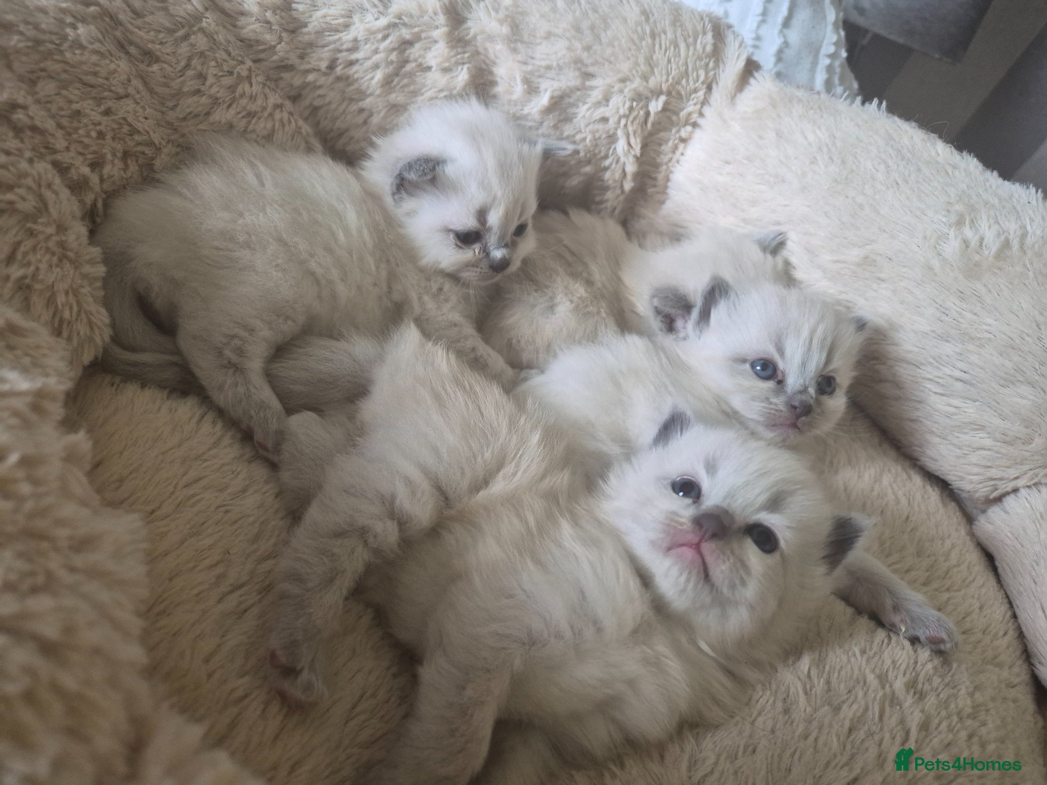 Ragdoll cats ✨ Beautiful Blue Point Ragdoll Kittens ✨ - Advert 3
