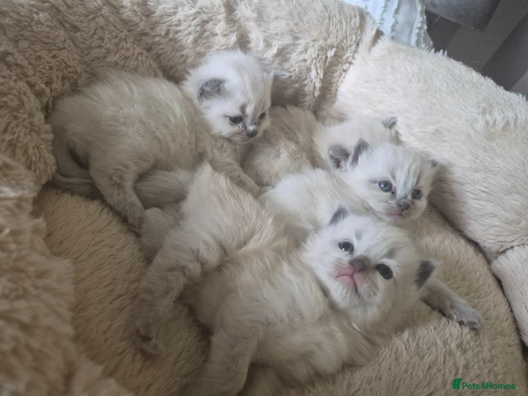 Ragdoll cats for sale: ✨ Beautiful Blue Point Ragdoll Kittens ✨ - Advert 1