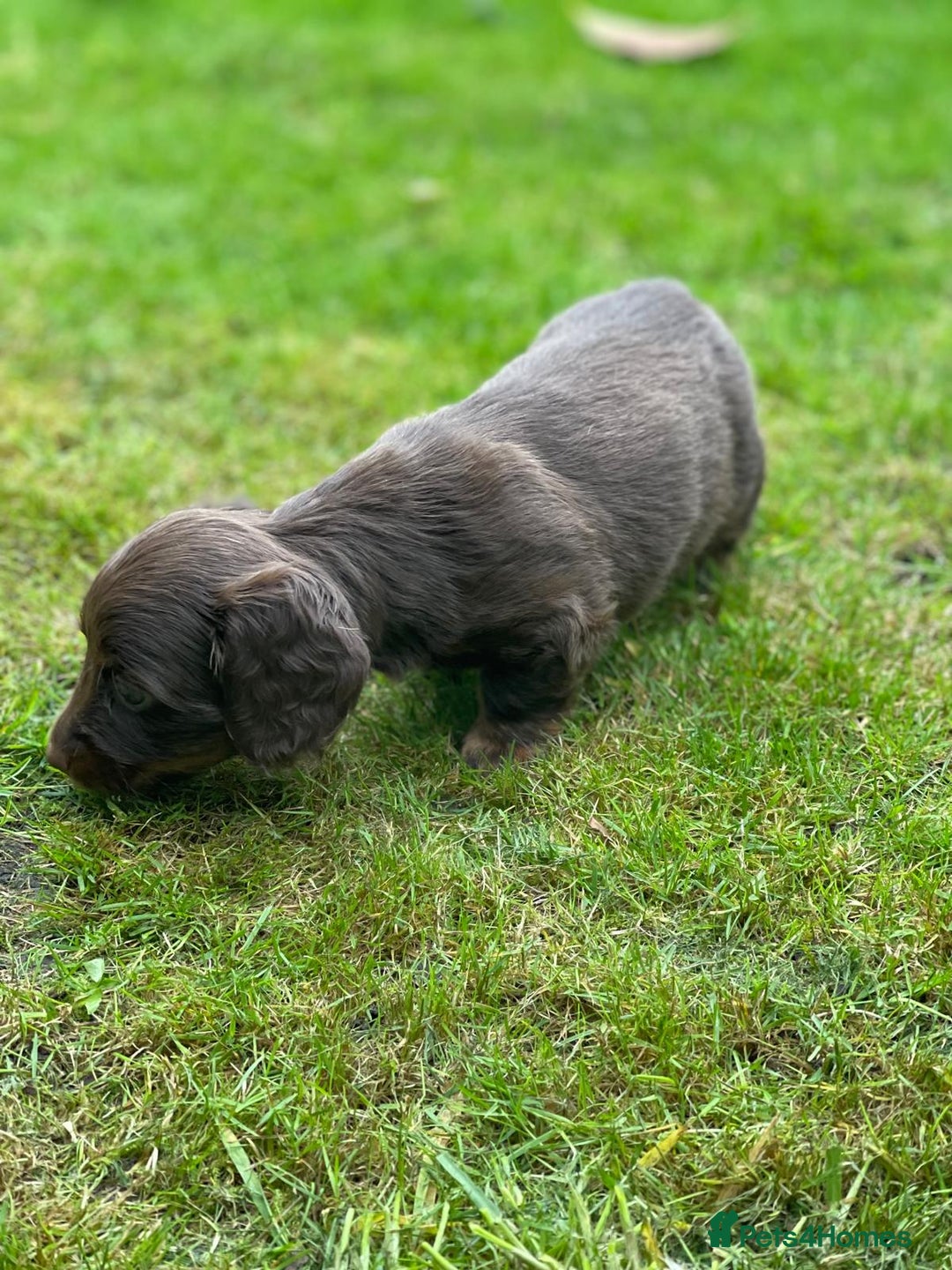 Miniature Dachshund dogs for sale: Kc Reg Long Haired Miniture Dachshund Puppies - Image 27
