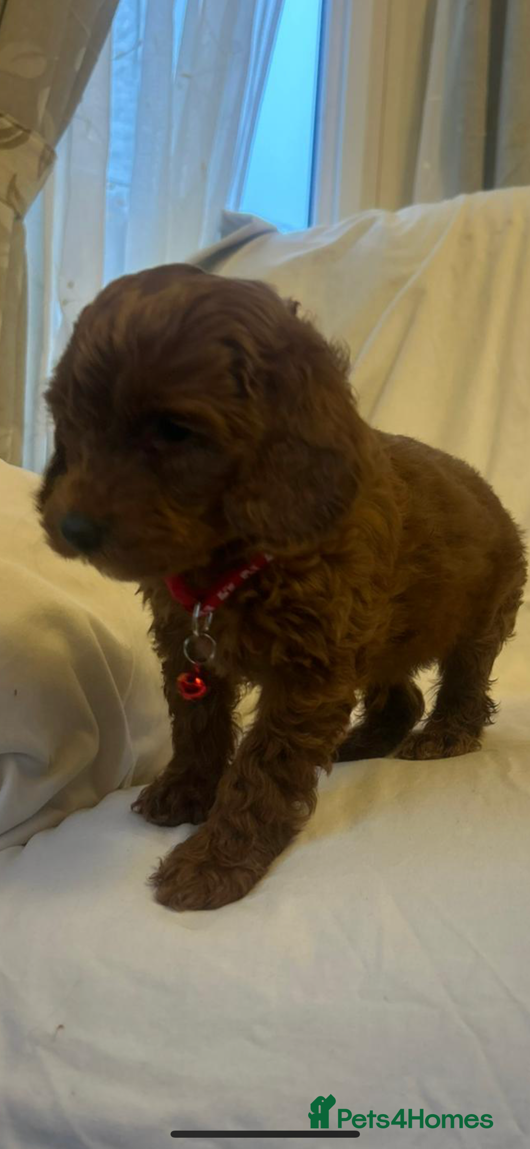 Cockapoo dogs for sale: Cockapoos - Advert 6