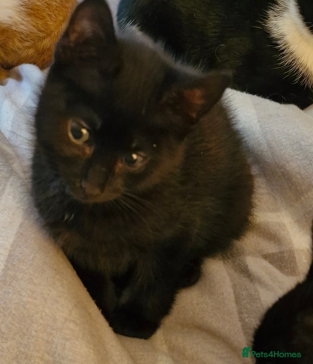 Mixed Breed cats for sale: Male kitten - Image 2