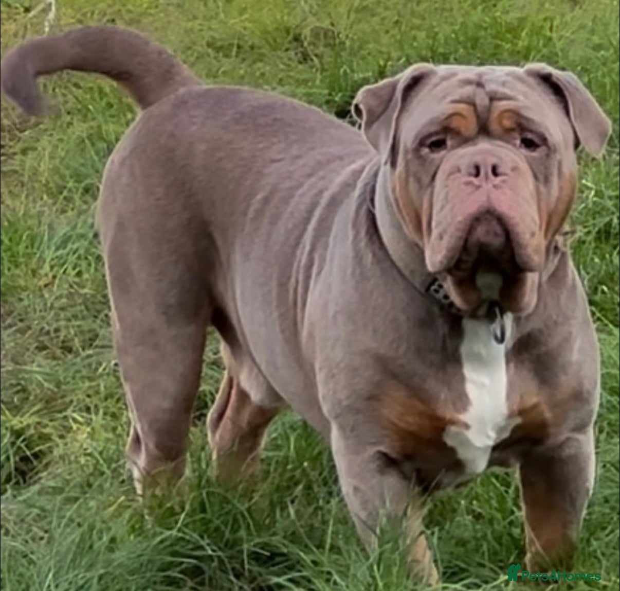 Olde English Bulldogge dogs Olde English Bulldog stud well proven - Advert 2