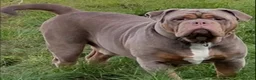 Olde English Bulldogge dogs for stud: Olde English Bulldog stud well proven - Advert 1