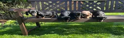 Miniature Dachshund dogs for sale: Monty the Miniature Dachshund  - Advert 18