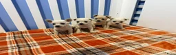 Chihuahua dogs for sale: Chihuahua puppies  in Glasgow - Advert 3