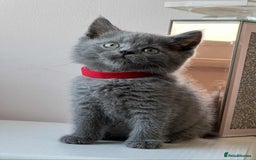 British Shorthair cats for sale: British Shorthair kittens - Image 8
