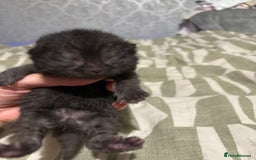 British Shorthair cats for sale: Pure British shorthair  - Image 6