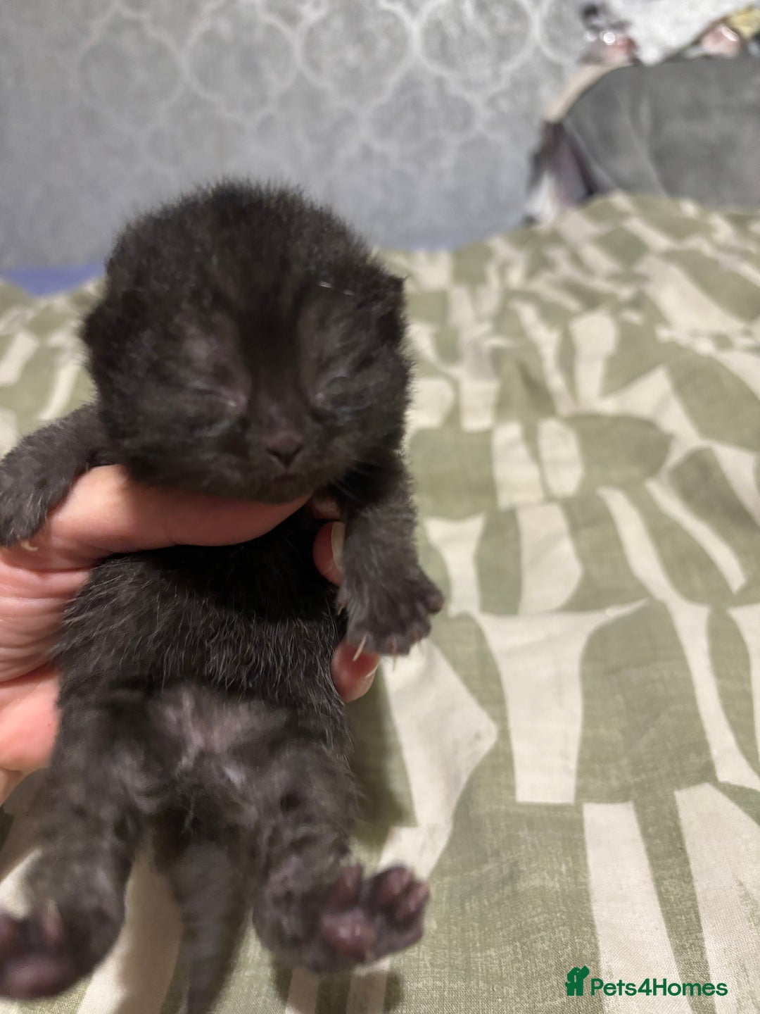 British Shorthair cats for sale: Pure British shorthair  - Image 6
