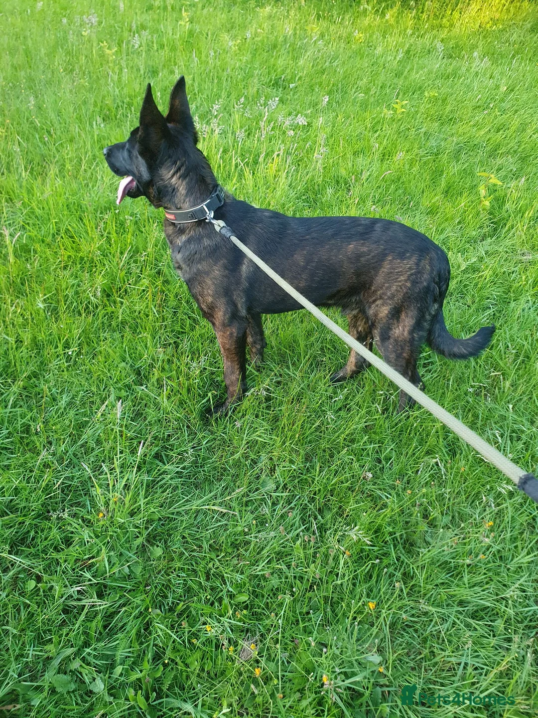 Belgian Shepherd Dog dogs for sale: Dutch shepherd  in Sheffield - Advert 9