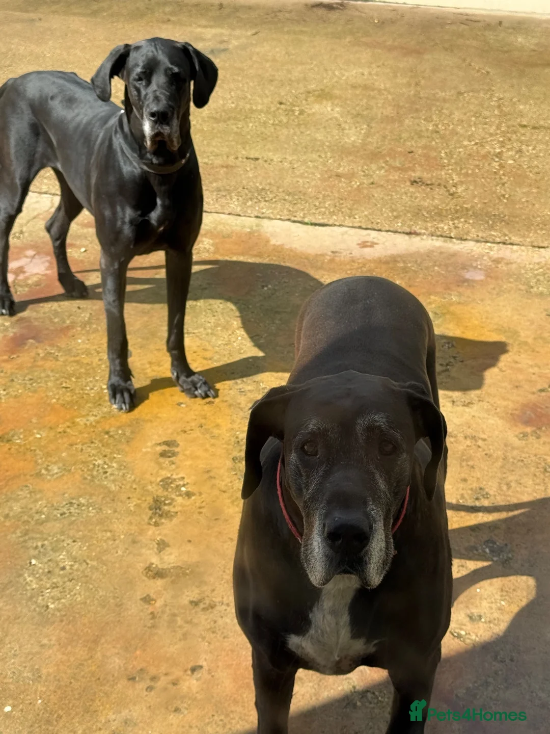 Great Dane dogs for sale: Black Female Great Dane 5yrs Old in Windsor - Advert 9