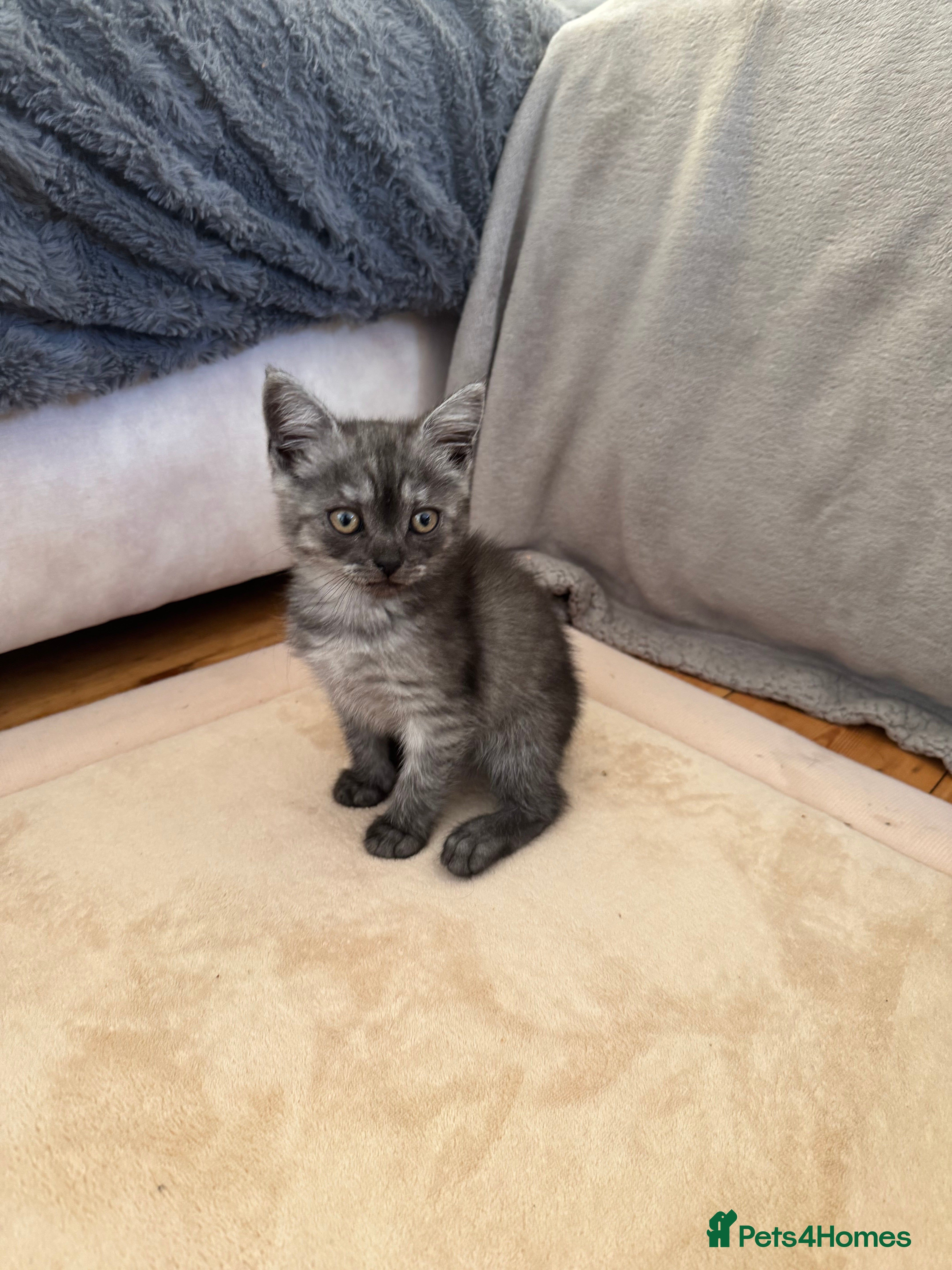 British Shorthair cats Beautiful British Shorthair Kitten  - Advert 2
