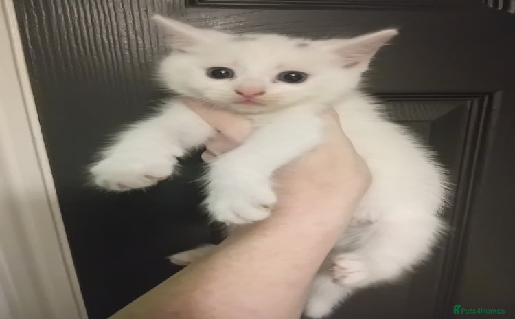 Mixed Breed cats Kittens  - Advert 2