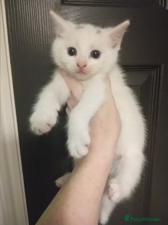 Mixed Breed cats Kittens - Advert 2