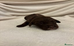 Cocker Spaniel dogs for sale: Cocker Spaniel Pups Seeking Forever Homes!💖 - Image 28