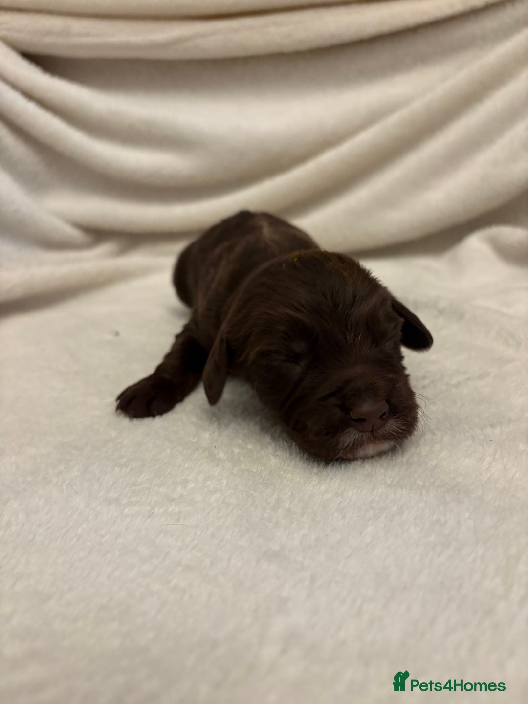 Cocker Spaniel dogs for sale: Cocker Spaniel Pups Seeking Forever Homes!💖 - Image 28