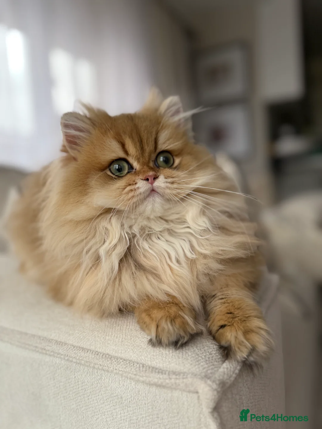 British Longhair cats for sale: Sold Amazing British Longhair Golden kitten - Advert 7
