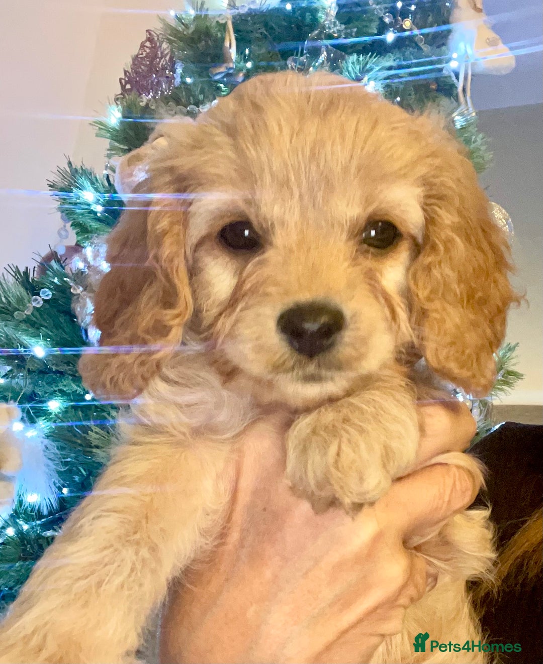 Cavapoo dogs for sale: F1 Cavapoo - Advert 27