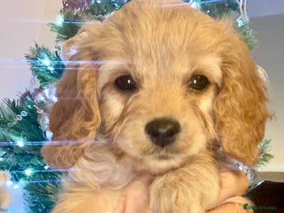 Cavapoo dogs F1 Cavapoo - Advert 16