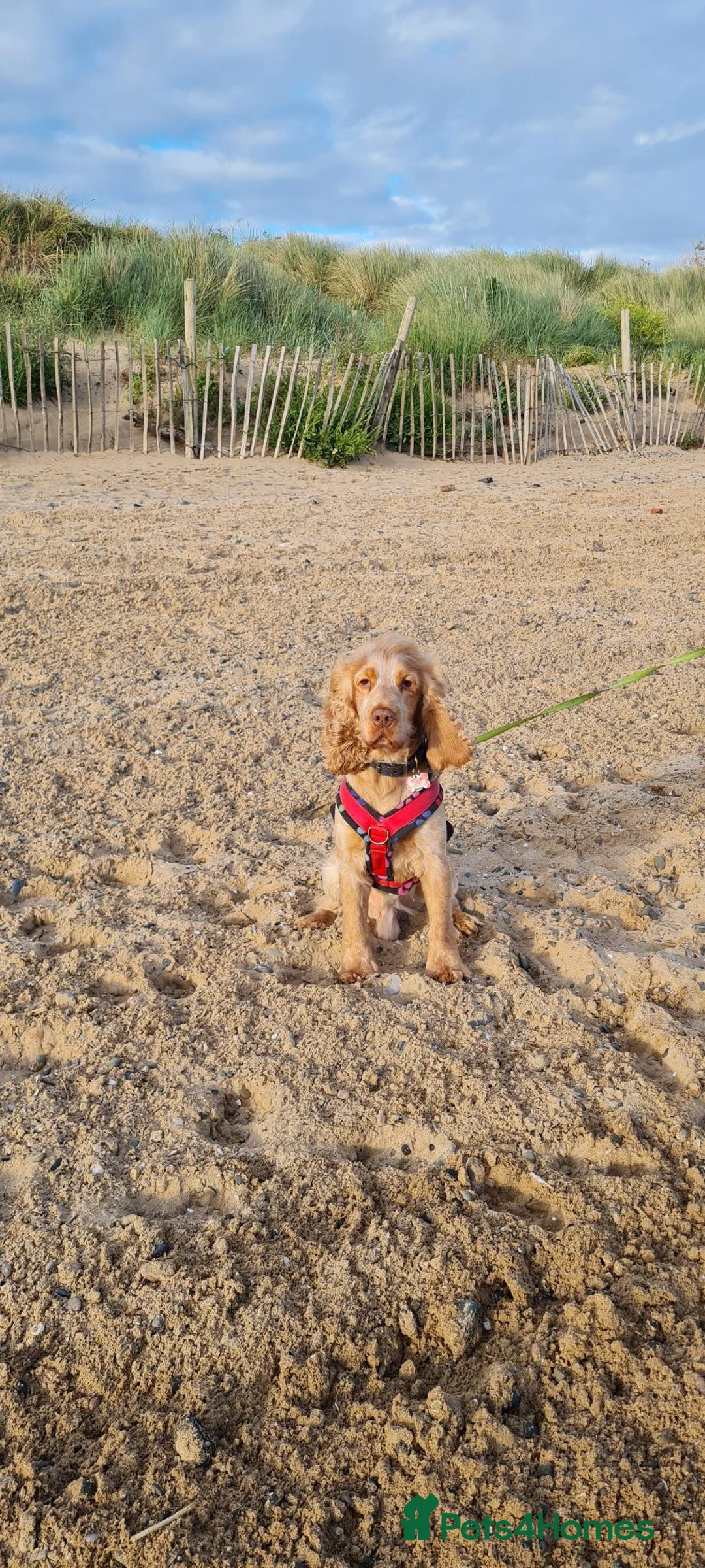 Cocker Spaniel dogs for stud: Proven Handsome Show Cocker Spaniel For Stud - Advert 1