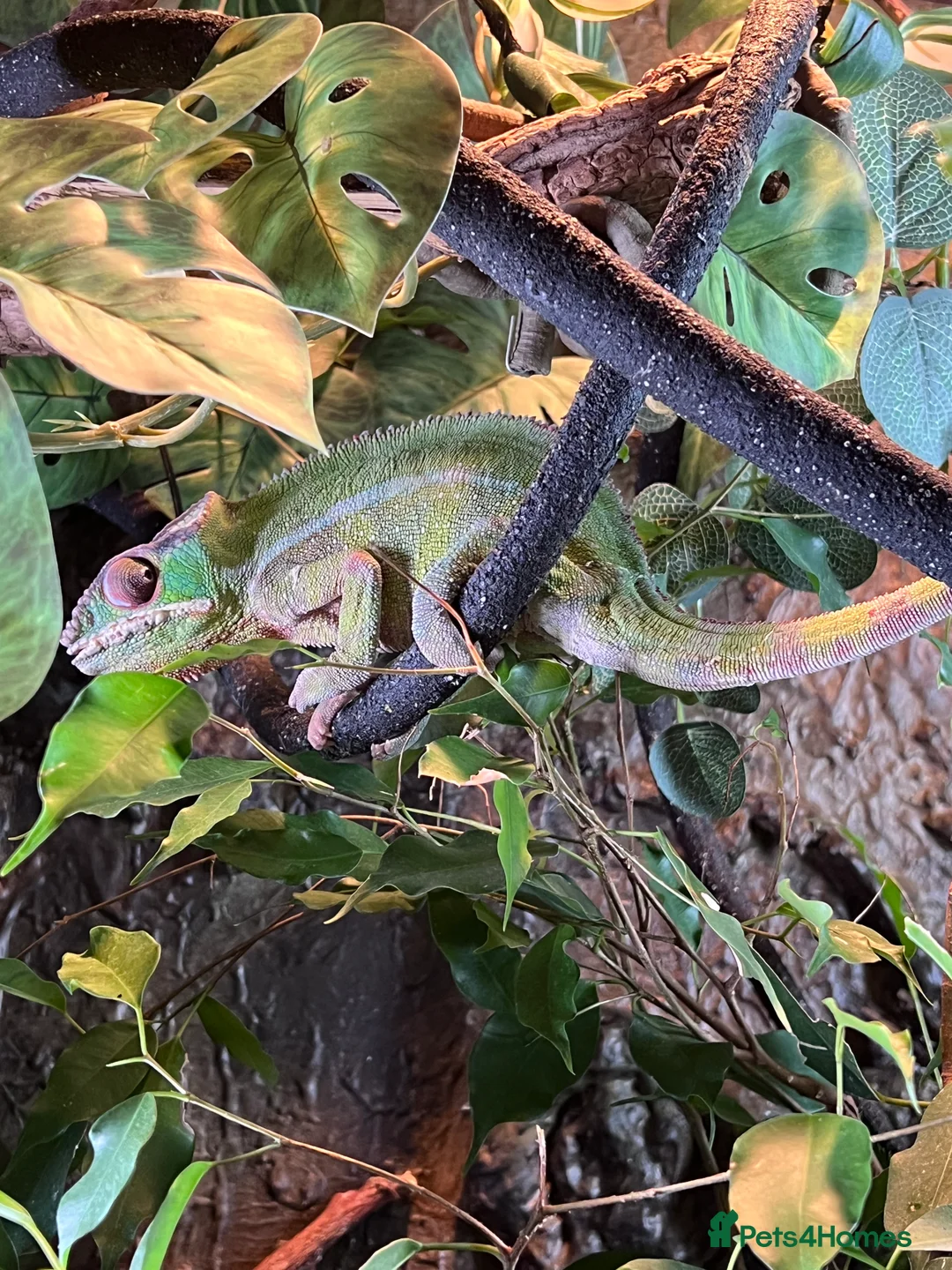 Chameleon reptiles for sale: Pantha chameleon  - Advert 1