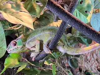 Chameleon reptiles Pantha chameleon - Advert 2