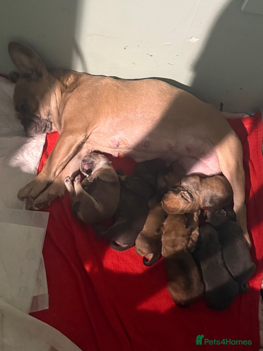 Mixed Breed dogs for sale: Adorable frenchie mix - Image 10