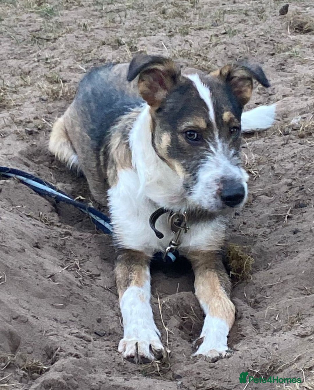 Mixed Breed dogs for adoption: 🐾💛 DIGBY – The Affectionate Big Softie! 💛🐾 - Advert 14