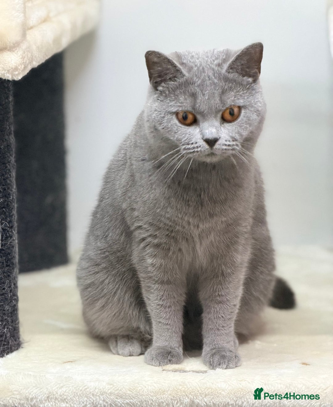 British Shorthair cats for sale: British Shorthair Girls Ready for Forever Homes - Advert 6