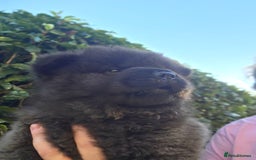 Chow Chow dogs for sale: Last Puppy – Rare Blue Chow Chow Girl🐾 - Image 31