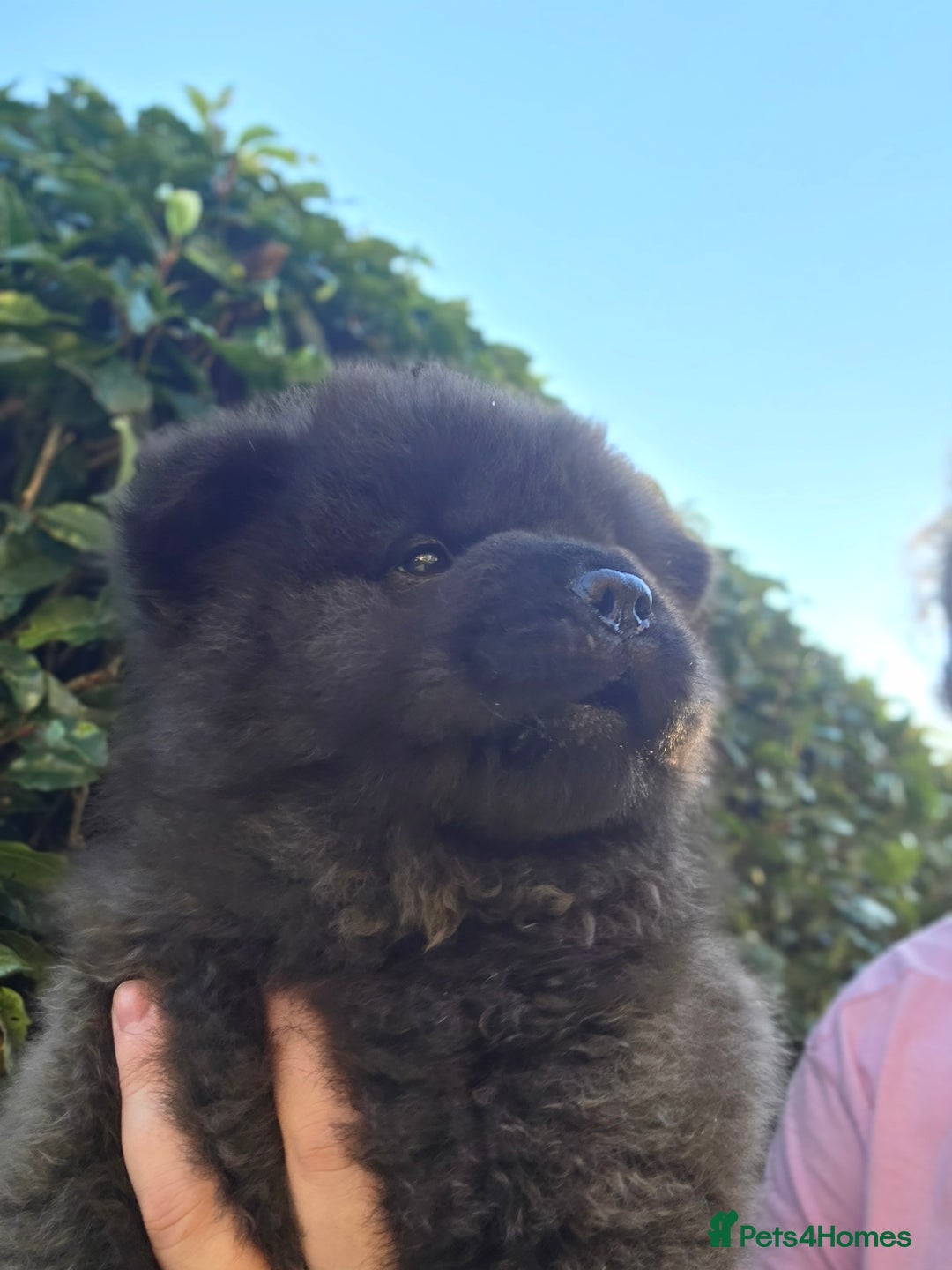 Chow Chow dogs for sale: Last Puppy – Rare Blue Chow Chow Girl🐾 - Image 31