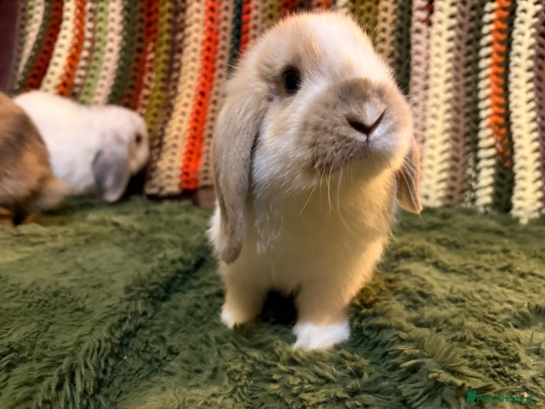 Mini Lop rabbits for sale: 2 girls left! Mini lop babies ready for new homes  - Advert 1