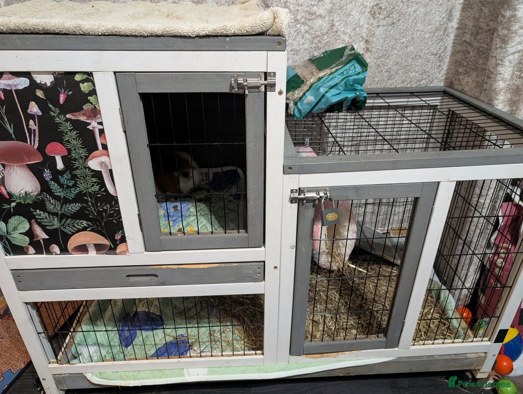 Guinea Pig rodents for sale: Male guinea pig  - Image 2