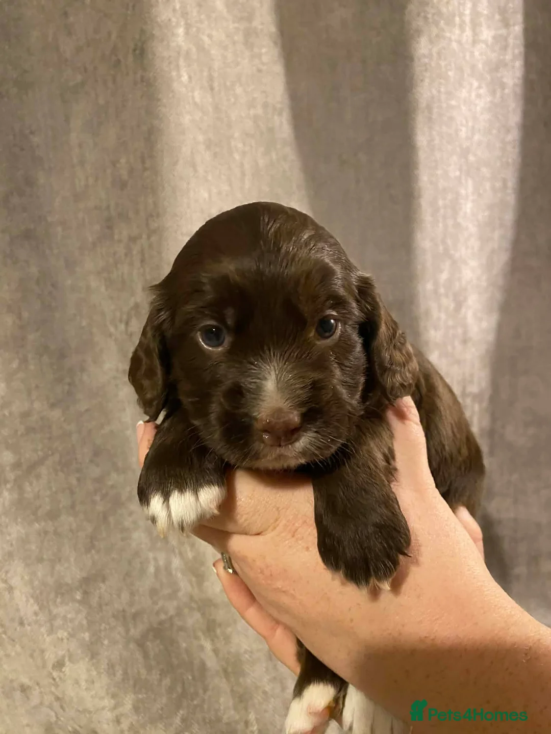 Cocker Spaniel dogs for sale: Well Bred working cocker spaniel bitches  - Advert 6