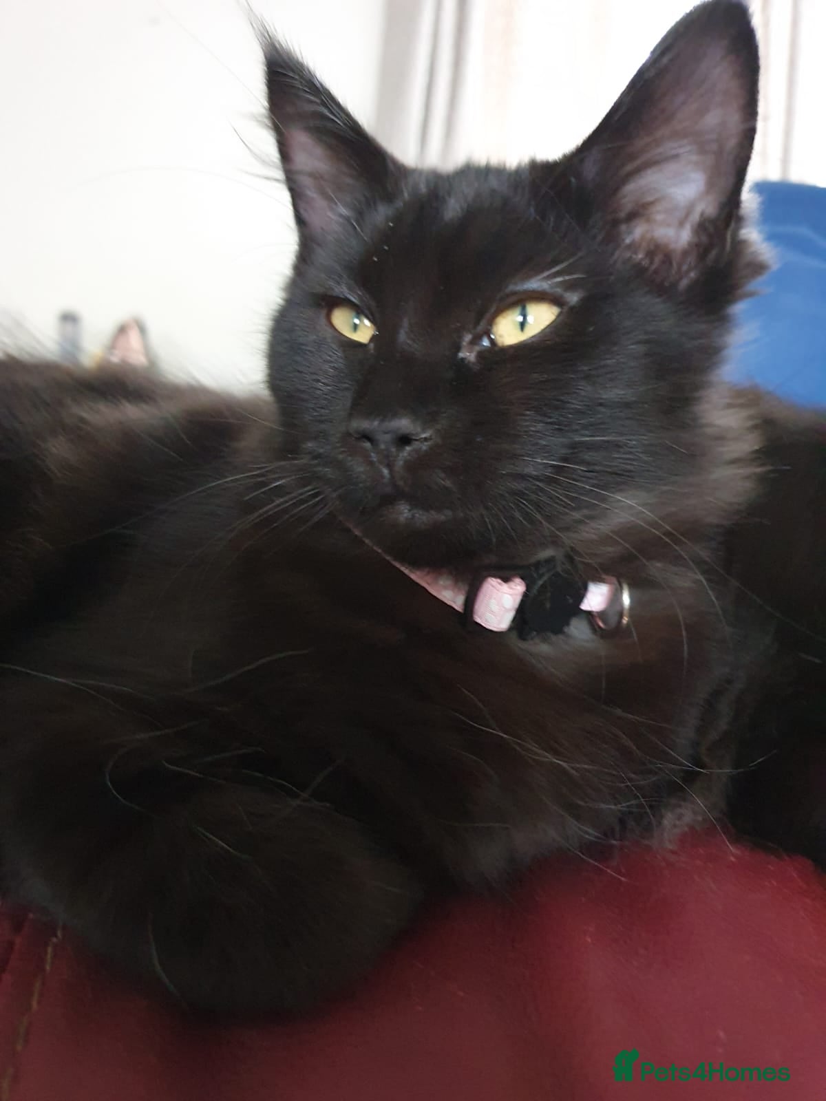 Maine Coon cats Maincoon x ragdoll  - Advert 17