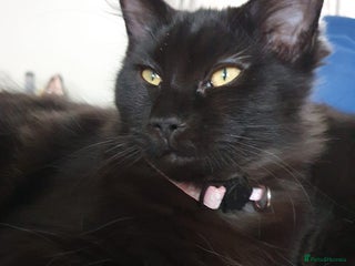 Maine Coon cats Maincoon x ragdoll - Advert 3