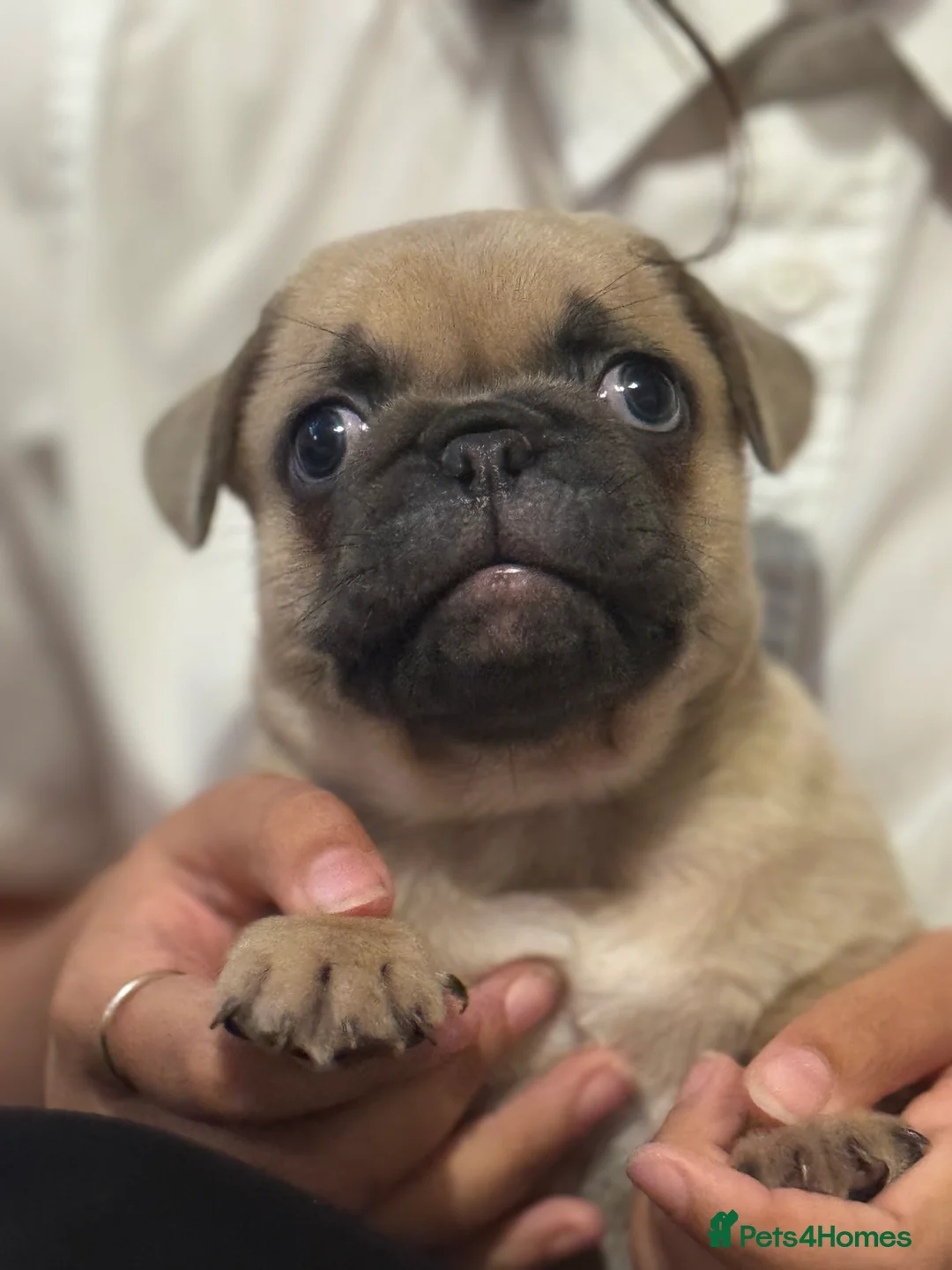 Frug dogs for sale: Our gorgeous ‘ CHUNKY’  - Advert 7