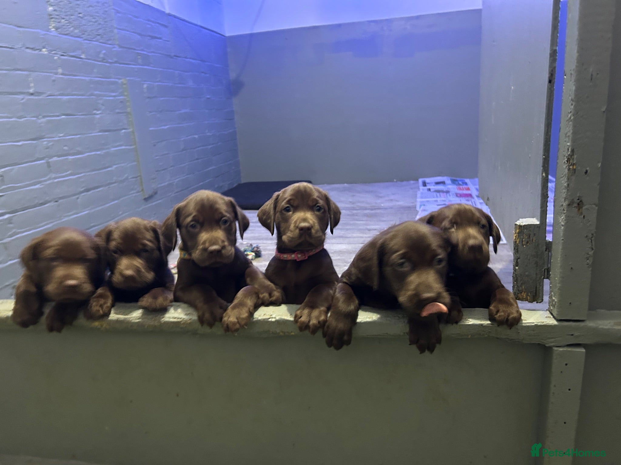 Labrador Retriever dogs Cutest puppies ever.  - Advert 3