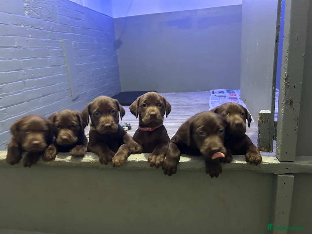 Labrador Retriever dogs for sale: Cutest puppies ever.  - Advert 1