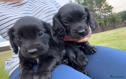 Cocker Spaniel dogs for sale: KC Reg’d Cocker Spaniel Puppies - Image 4