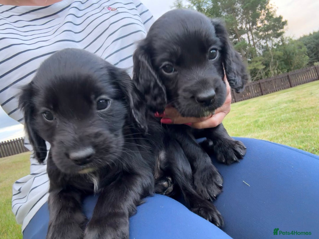 Cocker Spaniel dogs for sale: KC Reg’d Cocker Spaniel Puppies - Image 4