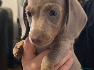 Miniature Dachshund dogs - Advert 20