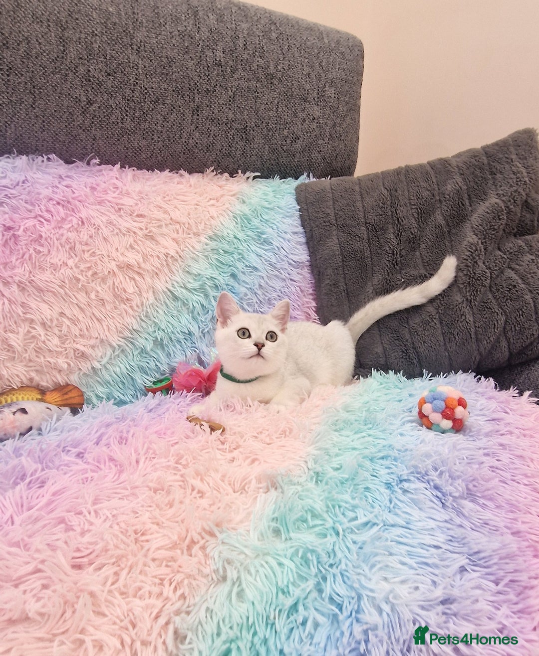 British Shorthair cats for sale: British Shorthair Silver Chinchilla  - Image 29