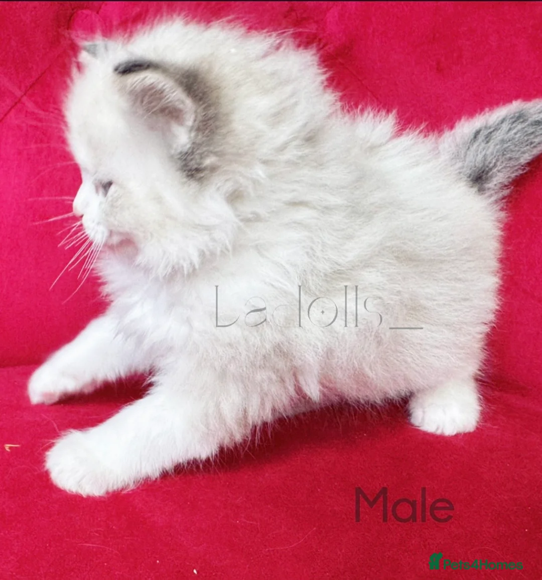 Ragdoll cats for sale: ✨Ragdoll Kittens Raised With Love xx  - Advert 2