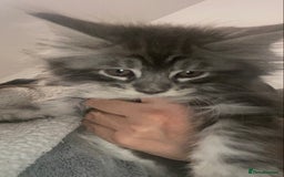 Maine Coon cats for sale: Ready 22.11.2025 - Advert 11