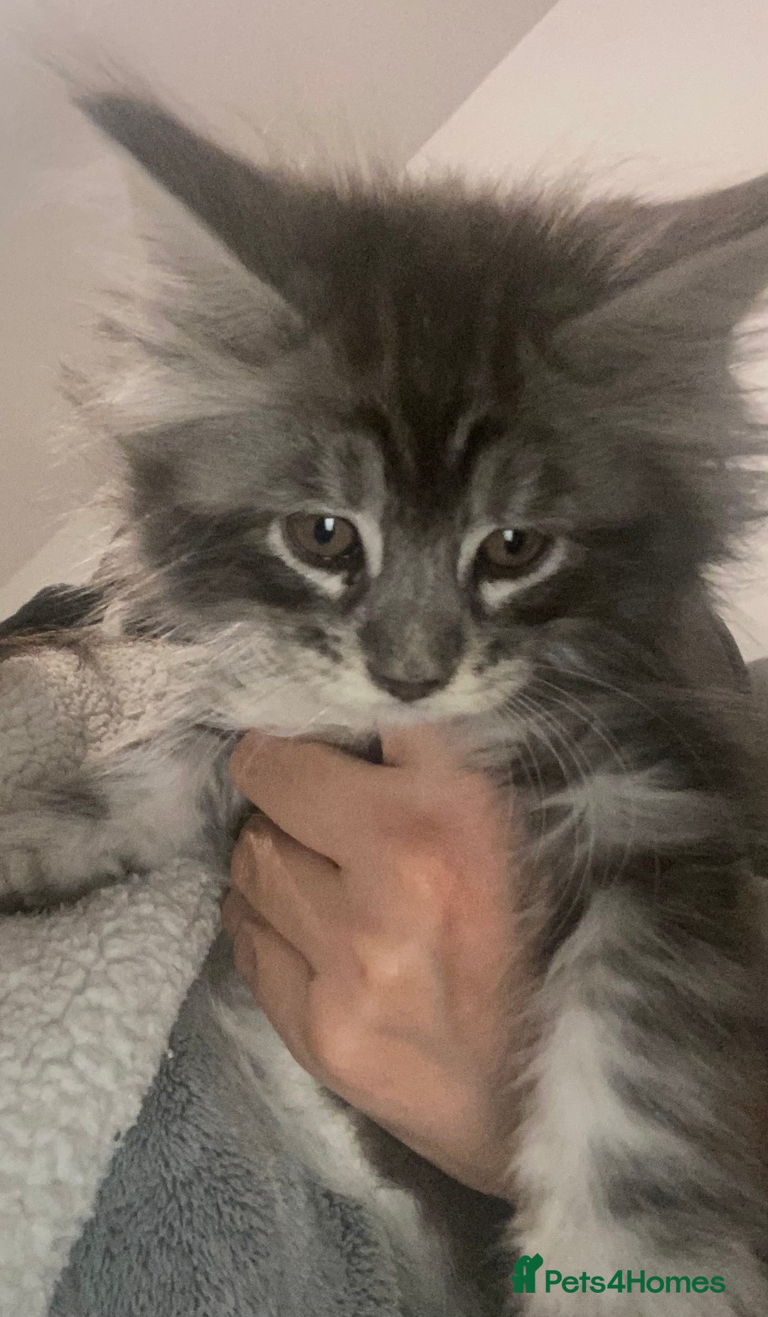 Maine Coon cats for sale: Ready 22.11.2025 - Advert 11