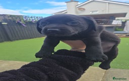 Labrador Retriever dogs for sale: Black and chocolate labrador puppies - Image 12