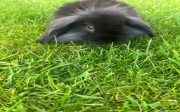 Mini Lion Lop rabbits for sale: 8 week black mini lion lop buck  - Image 2