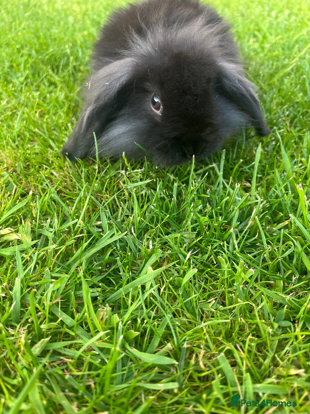 Mini Lion Lop rabbits for sale: 8 week black mini lion lop buck  - Image 2